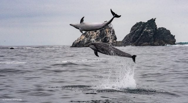 Comunidades del Archipiélago de Humboldt celebran publicación del decreto que crea área marina protegida