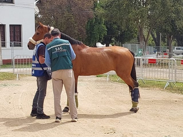 SAG activó plan de vigilancia por brote de encefalomielitis equina en Argentina