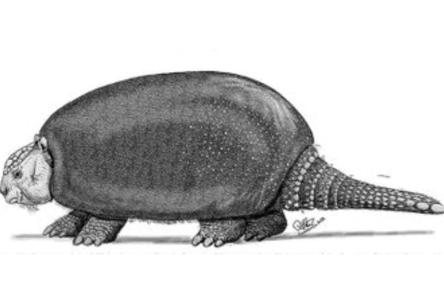 Argentina descubre especie de armadillo, de hace millones de años