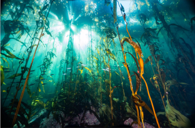 Cumbre Cop 28: ¿Por qué los bosques azules de Chile podrían convertirse en un factor clave en la lucha contra el cambio climático?  