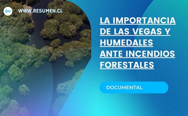 Biobío: Documental da cuenta de la importancia de las vegas y humedales ante incendios forestales (+ video)