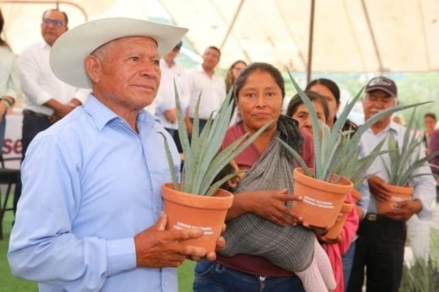 Invertirán 420 millones de pesos al proyecto ‘Impulso Agave Mezcalero’