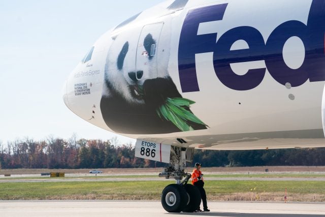 ¡Pandas gigantes volverán a China! tras estancia en EE.UU.