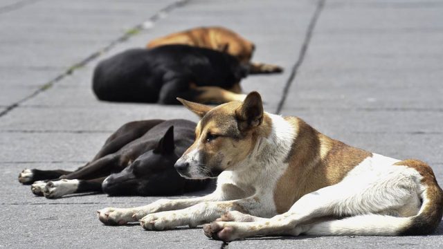 Investigará FGE envenenamiento de perros y gatos en Lomas del Valle