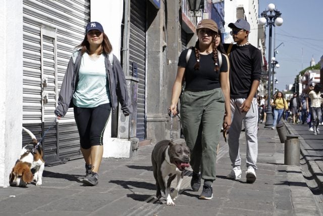 Exigen Semefo de animales para detectar casos de maltrato