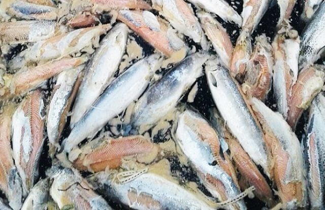 Alerta ambiental en Estuario de Reloncaví: Ya van cerca de 500 toneladas de mortalidad de salmones industriales