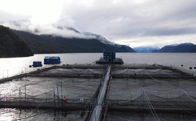 Logro de organizaciones ciudadanas: Dos concesiones salmoneras salen del Parque Nacional Laguna San Rafael