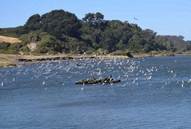 Más de dos mil hectáreas de biodiversidad protegida: Humedal Desembocadura Río Biobío es oficialmente Santuario de la Naturaleza