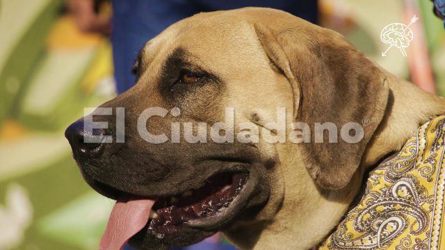 Animalistas van por mejores políticas con nuevo gobernador