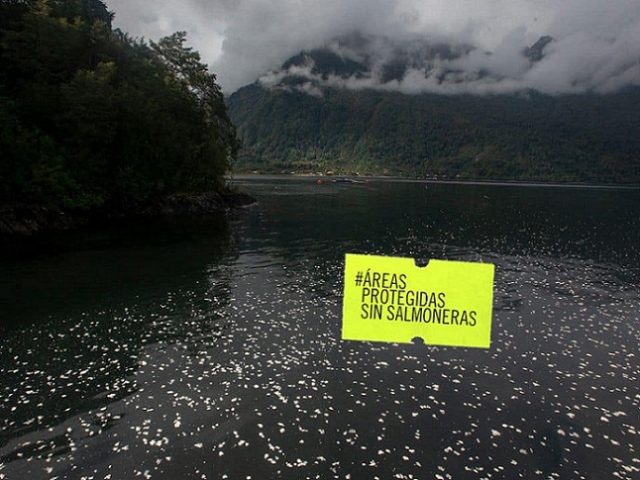 ¿Comenzó la salida de salmoneras de áreas protegidas?: Tres de cuatro Parques Nacionales quedarían libres de ocupaciones acuícolas