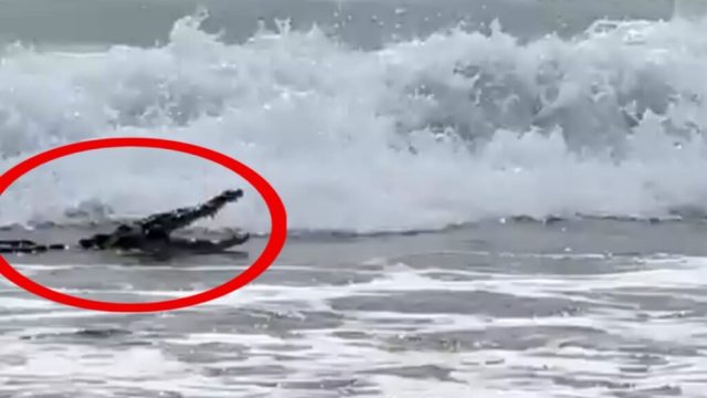 Captan a enorme cocodrilo en playa de Ixtapa (VIDEO)