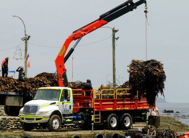 Deforestación  de bosques marinos de Chile: Sobreexplotación y  extracción ilegal de macroalgas impacta la biodiversidad y la economía costera