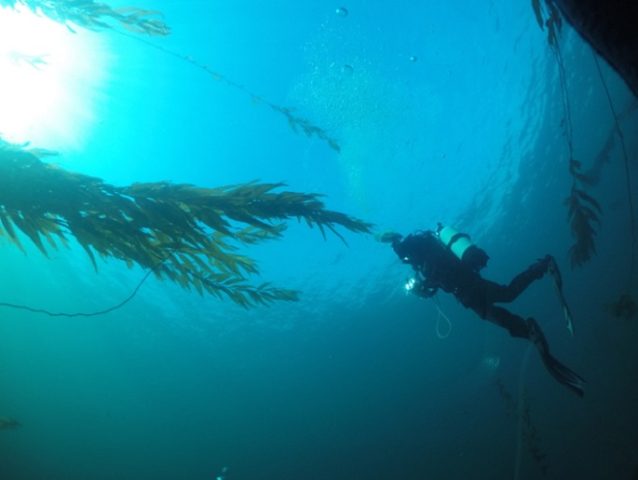 La mirada de Mauricio Palacios, el biólogo marino que busca proteger los bosques azules de la Patagonia.