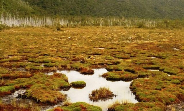 Proyecto ley turberas: A un paso de despacharse nueva regulación de este importante tipo de humedal