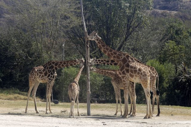 Benito se une a la manada en Africam Safari este sábado