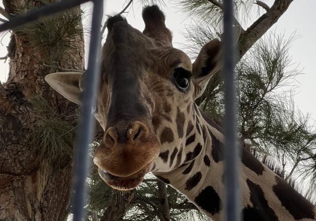 ¡Ya casi!, Jirafa Benito llegaría a la capital poblana en 35 horas