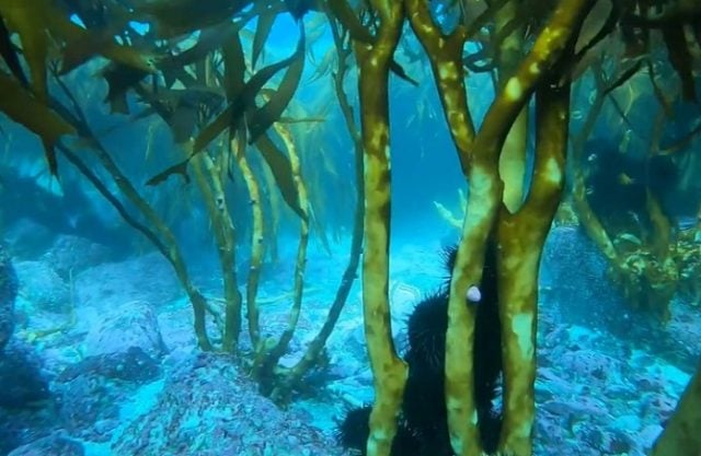 Preocupación por deforestación de los bosques marinos: “Chile, el país que más saca algas de praderas naturales en el mundo”