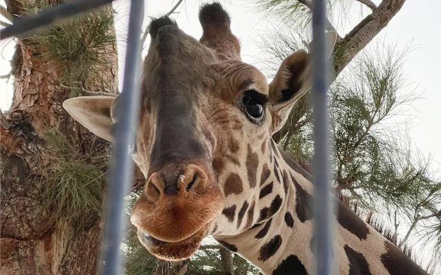 Frío extremo amenaza salud de la jirafa Benito en Ciudad Juárez