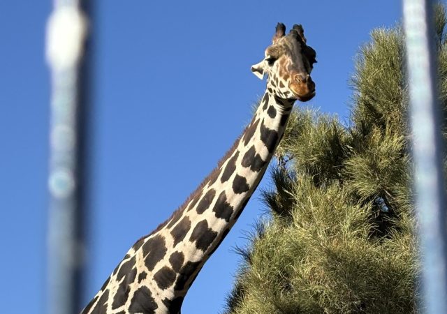 En Ciudad Juárez, expertos de Africam Safari revisan a jirafa Benito