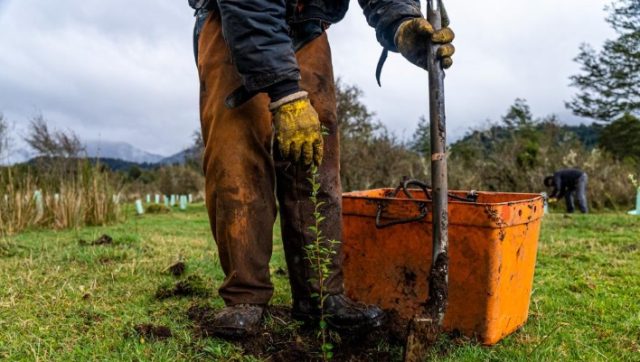 Buena noticia: Reforestarán con 60 mil árboles nativos sector de la Patagonia aysenina