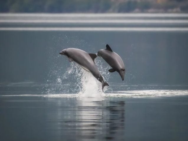 Otra especie endémica en peligro: Quedan solamente dos mil ejemplares del delfín chileno