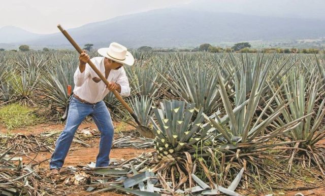 Puebla invierte más de 420 mdp en «Impulso al Agave Mezcalero»