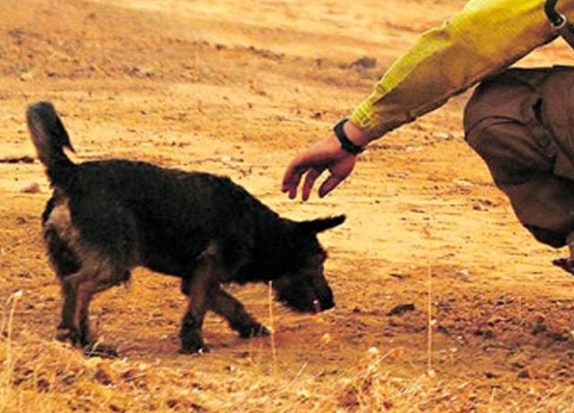 Crean plataforma online para localizar mascotas perdidas durante los incendios forestales de la V región