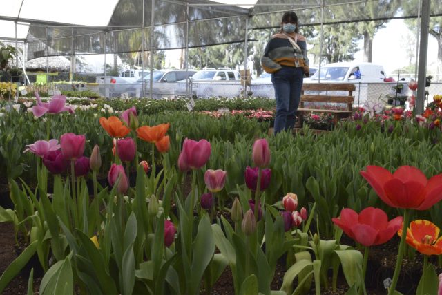 ¿Sin ideas para San Valentín? Regala tulipanes, son lo de hoy