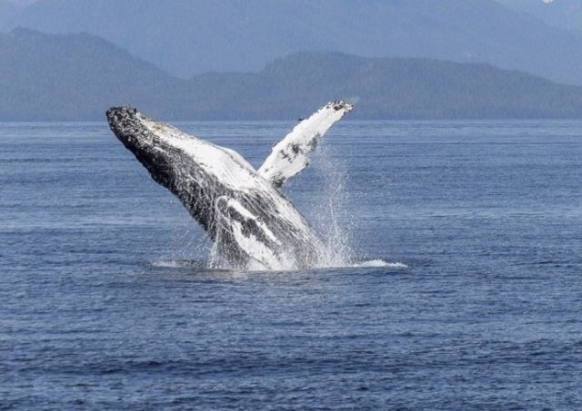 Día Mundial de las Ballenas ¿Cuáles son las grandes amenazas que enfrentan en los mares de Chile?