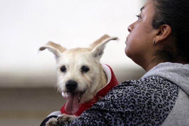 Avanza pena de 4 años por prácticas sexuales con animales en Puebla