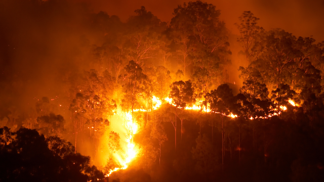 En Valparaíso, Quilpué y San Antonio: Los incendios forestales que terminaron en proyectos inmobiliarios