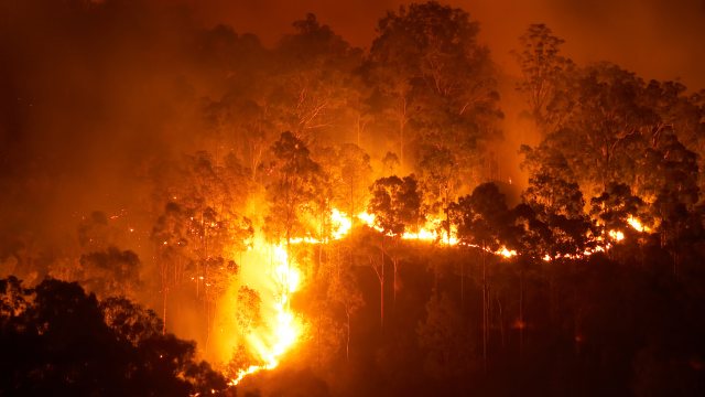 Chile arde pero no de casualidad: Los incendios del terrorismo inmobiliario y forestal