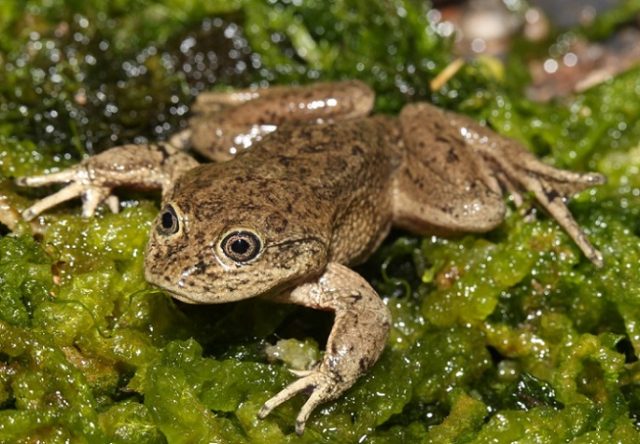 Ranita del Loa: Descubren seis ejemplares de esta especie endémica en peligro crítico de extinción