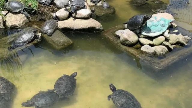 Otra buena noticia: Tortugas del Jardín Botánico sobrevivieron a los incendios