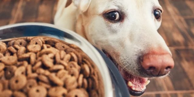 Perro obtiene pensión alimenticia tras divorcio de sus humanos