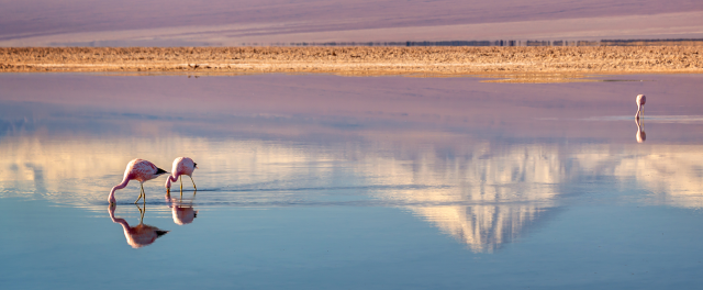 La desaparición de los flamencos del Salar de Atacama