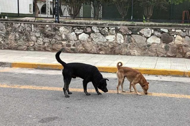 Propuesta de eutanasia a perros callejeros en Turquía despierta controversia global