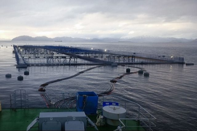 Nuevo caso de sobreproducción de la industria salmonera en área protegida: Transnacional Blumar enfrenta sanciones