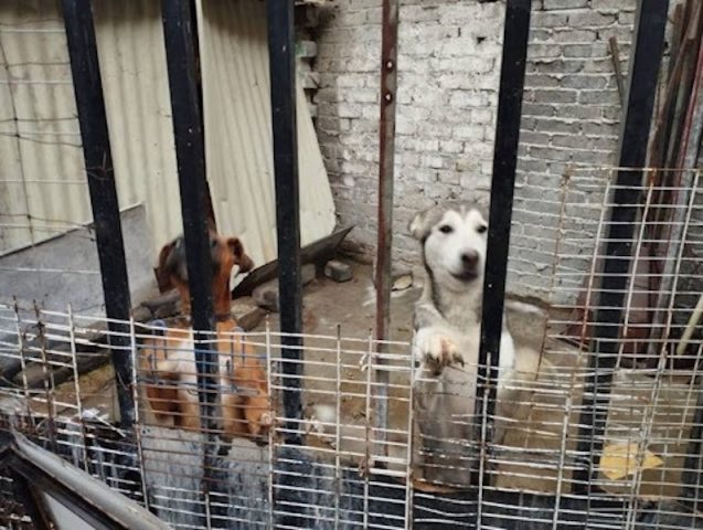 Horror en Iztacalco: perros se devoran por falta de alimento | VIDEO