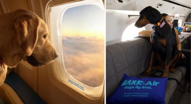 Bark Air el primer vuelo canino de Nueva York a Los Ángeles es un éxito