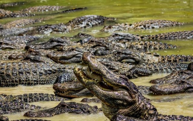 Madre arroja a su hijo discapacitado de seis años a río infestado de cocodrilos