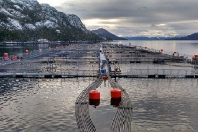 Las secuelas de la industria salmonera en áreas protegidas: El caso del Parque Nacional Alberto de Agostini