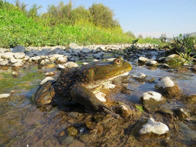 Científicos hacen llamado urgente por la rana gigante chilena: Especie endémica al borde de la extinción