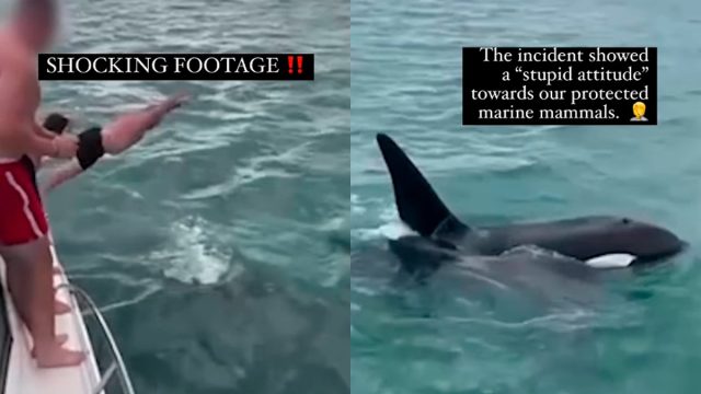 Multan a un hombre por acosar a una orca desde un barco | Video