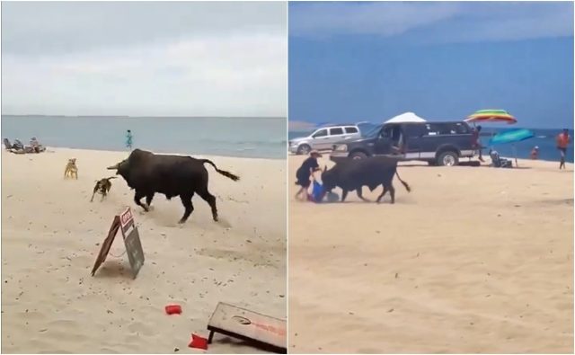 Toro embiste a mujer en playa de Los Cabos | VIDEO