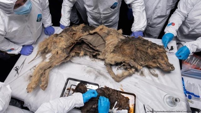 Descubren lobo congelado de 44.000 años en Rusia