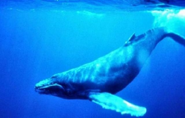 Ballena Azul en inminente peligro de extinción: Población en Chile ha disminuido en un 36 %