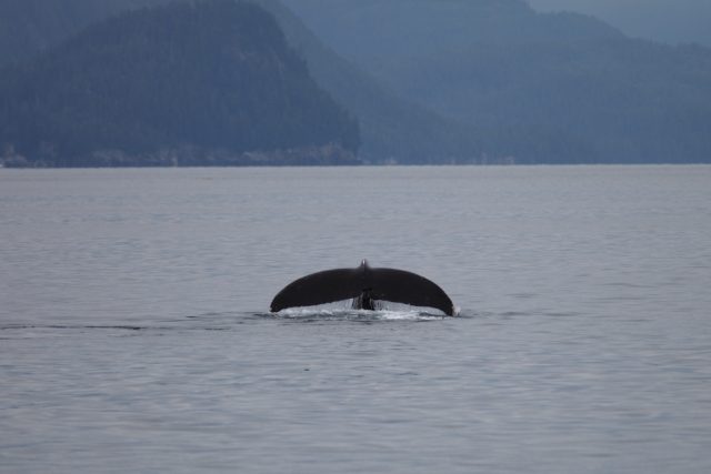 Turismo de observación de delfines y ballenas: lugares para avistar mamíferos marinos en Chile