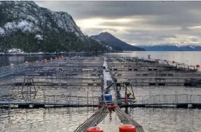 5 conflictos de la industria salmonera: Claves para entender su impacto en las costas del sur de Chile