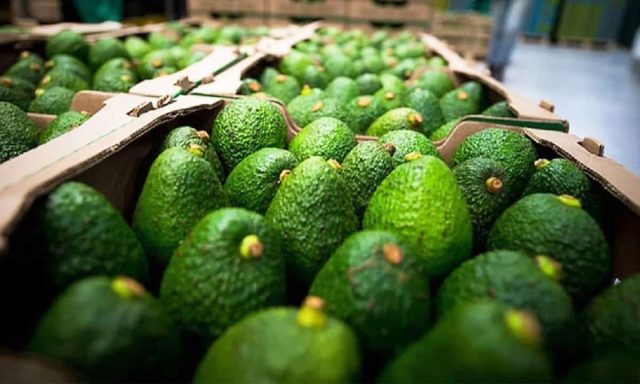 Suspende EEUU importación de aguacate michoacano. Medida unilateral: AMLO